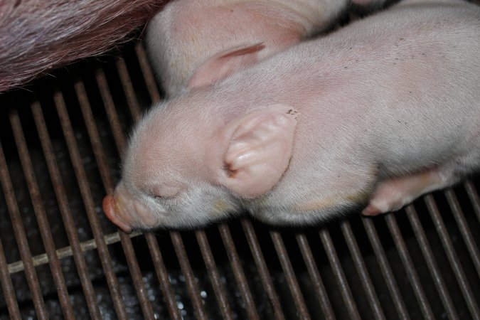 Farrowing crates at Boen Boe Stud Piggery NSW