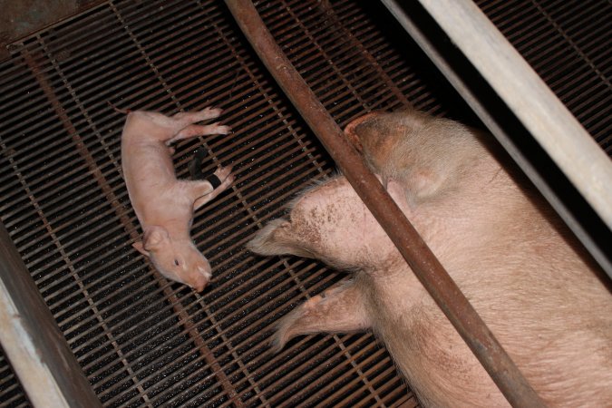 Piglet foaming at mouth, legs taped