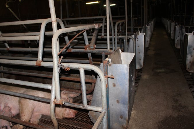 Farrowing crates at Boen Boe Stud Piggery NSW