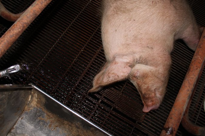 Farrowing crates at Boen Boe Stud Piggery NSW