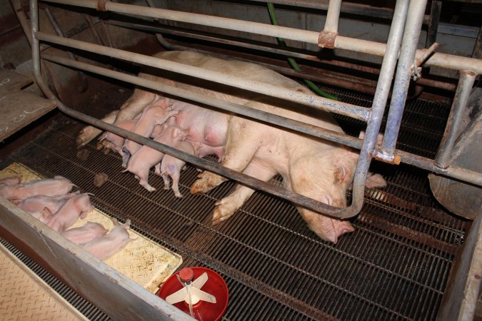 Farrowing crates at Boen Boe Stud Piggery NSW