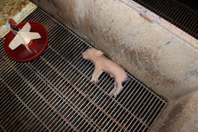 Farrowing crates at Boen Boe Stud Piggery NSW