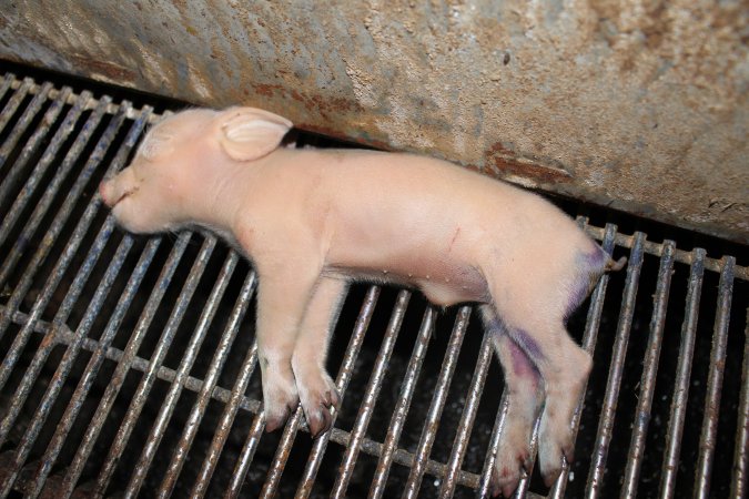 Farrowing crates at Boen Boe Stud Piggery NSW