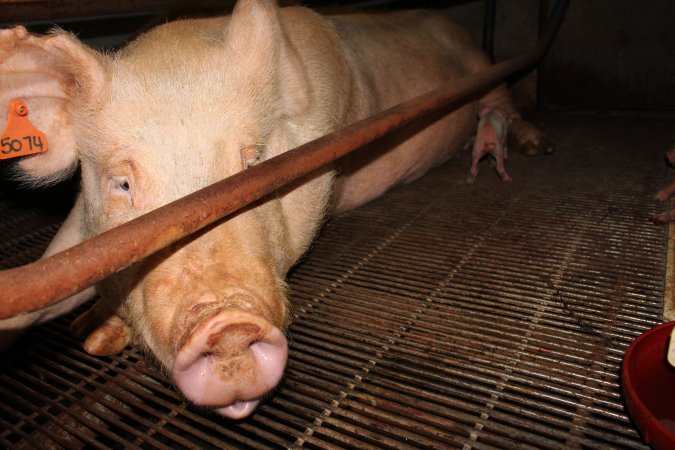 Farrowing crates at Boen Boe Stud Piggery NSW