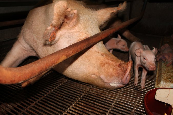 Farrowing crates at Boen Boe Stud Piggery NSW