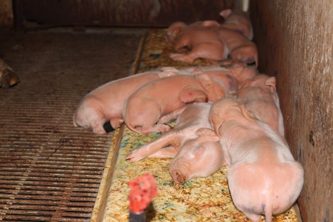 Farrowing crates at Boen Boe Stud Piggery NSW