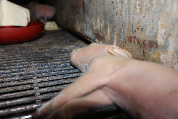 Farrowing crates at Boen Boe Stud Piggery NSW