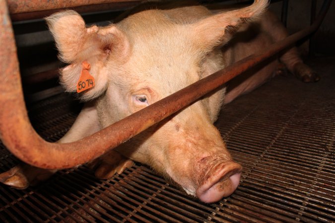 Farrowing crates at Boen Boe Stud Piggery NSW