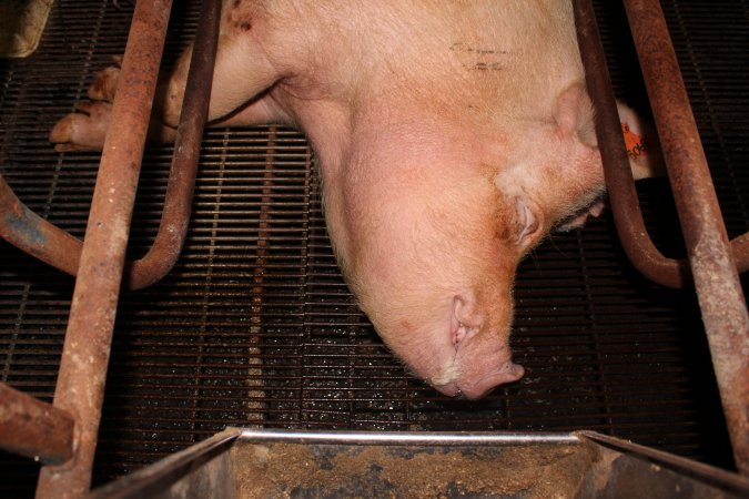 Farrowing crates at Boen Boe Stud Piggery NSW