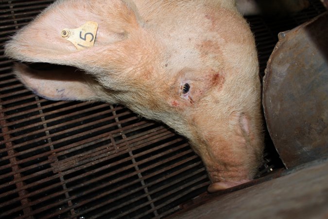 Farrowing crates at Boen Boe Stud Piggery NSW