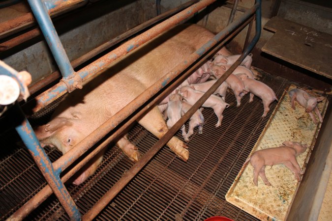 Farrowing crates at Boen Boe Stud Piggery NSW