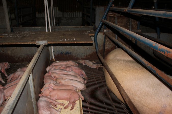 Farrowing crates at Boen Boe Stud Piggery NSW