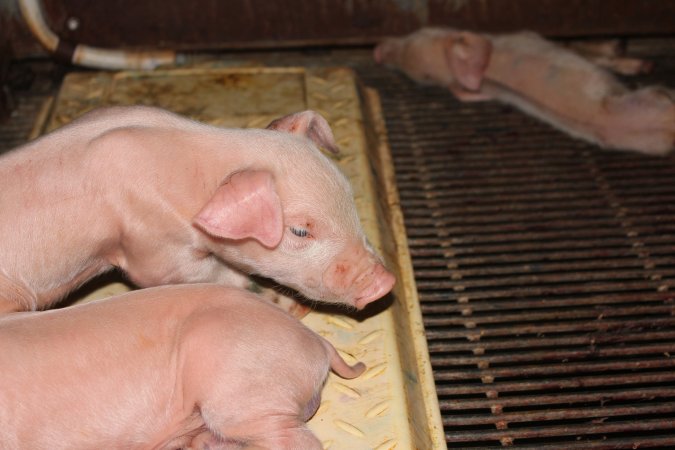 Farrowing crates at Boen Boe Stud Piggery NSW