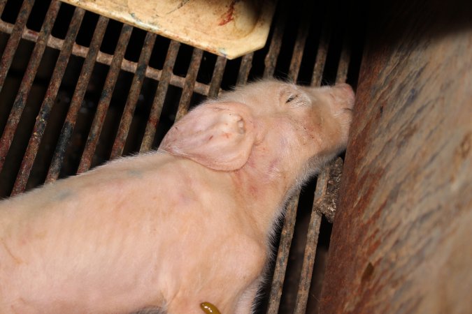 Farrowing crates at Boen Boe Stud Piggery NSW