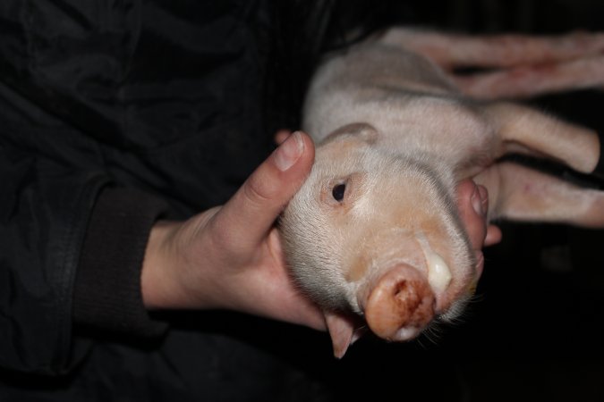 Piglet foaming at the mouth