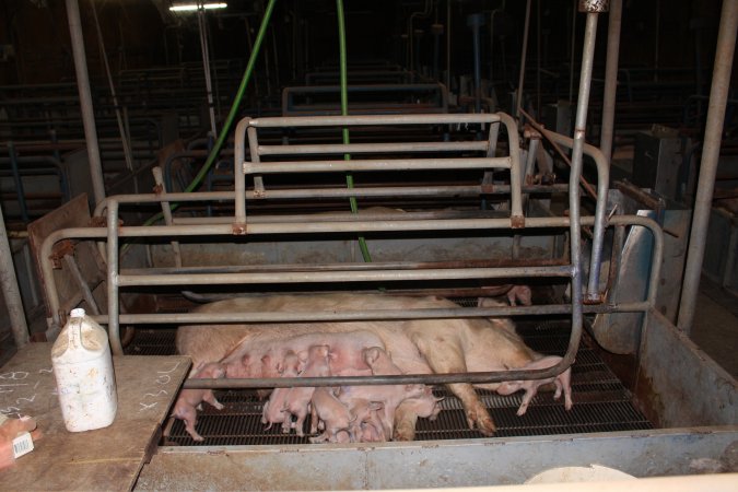 Farrowing crates at Boen Boe Stud Piggery NSW