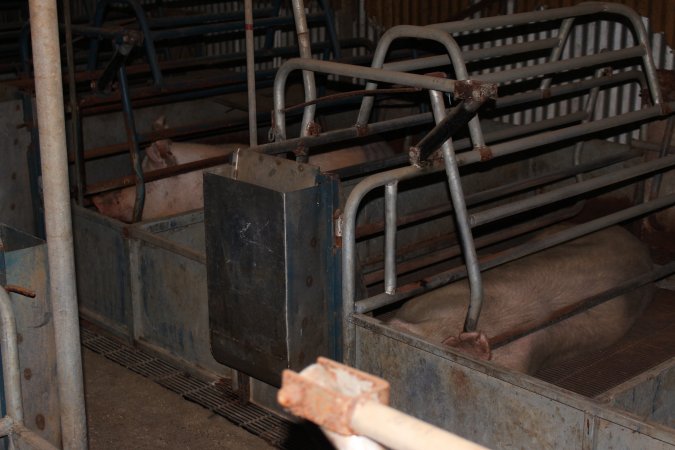 Farrowing crates at Boen Boe Stud Piggery NSW