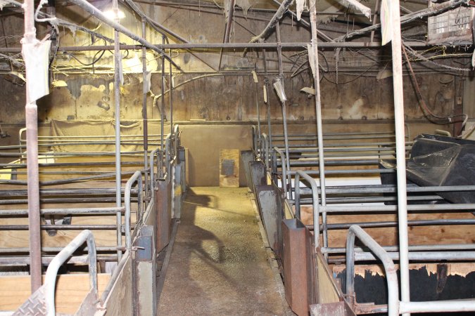 Farrowing crates at Pine Park Piggery NSW
