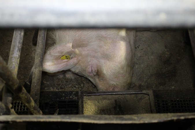 Farrowing crates at Pine Park Piggery NSW