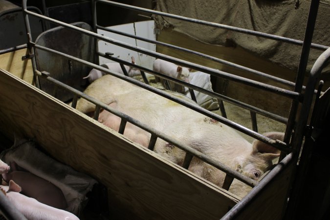 Farrowing crates at Pine Park Piggery NSW