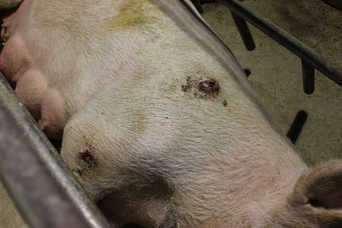 Sow with pressure sore