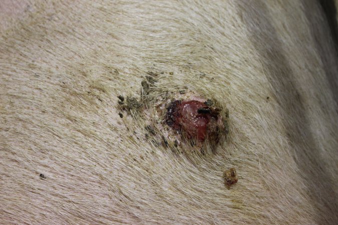 Sow with pressure sore