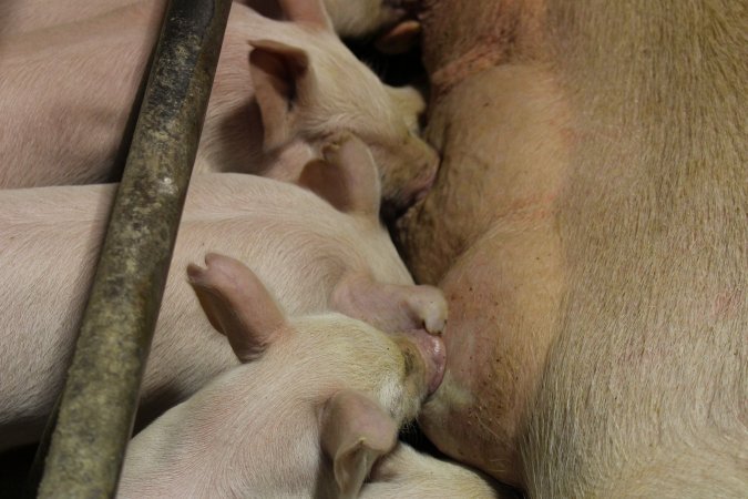 Piglets suckling
