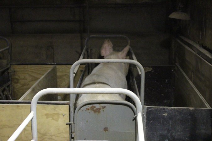 Farrowing crates at Pine Park Piggery NSW