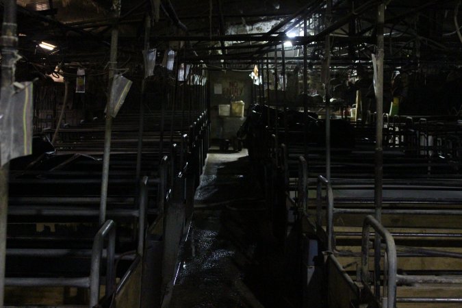 Farrowing crates at Pine Park Piggery NSW