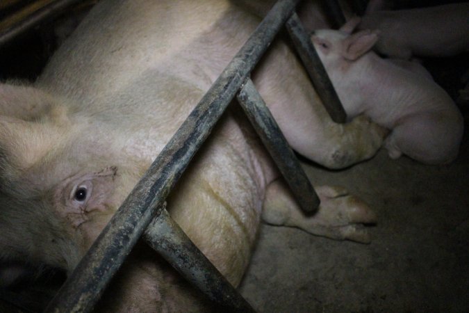 Farrowing crates at Pine Park Piggery NSW