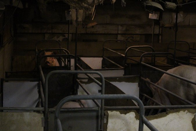 Farrowing crates at Pine Park Piggery NSW