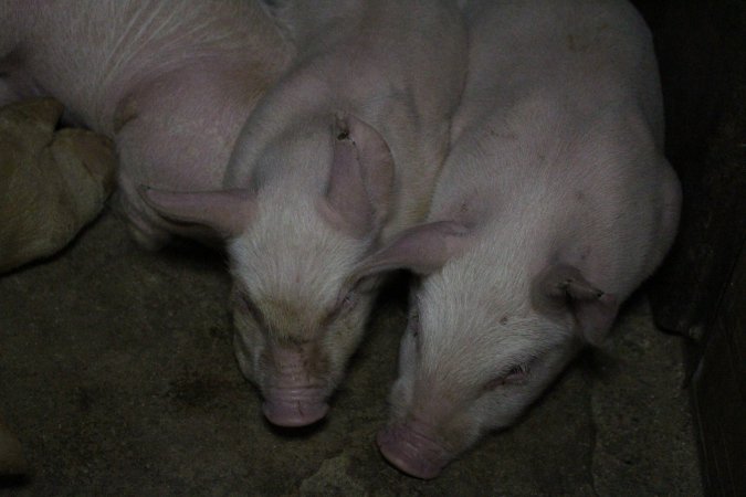 Farrowing crates at Pine Park Piggery NSW