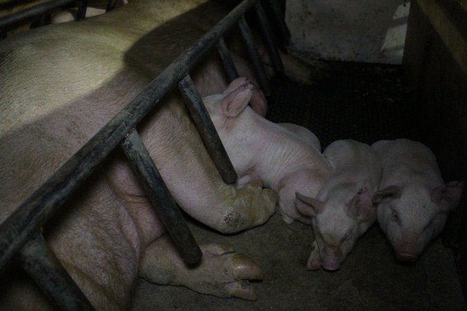 Farrowing crates at Pine Park Piggery NSW