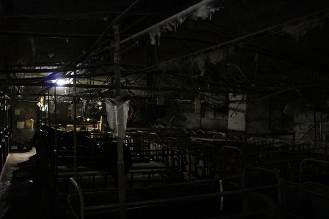 Farrowing crates at Pine Park Piggery NSW