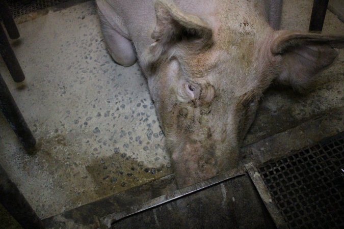Farrowing crates at Pine Park Piggery NSW
