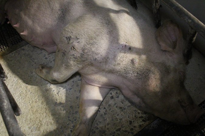 Farrowing crates at Pine Park Piggery NSW