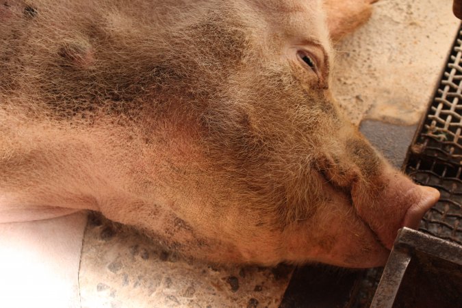 Farrowing crates at Pine Park Piggery NSW
