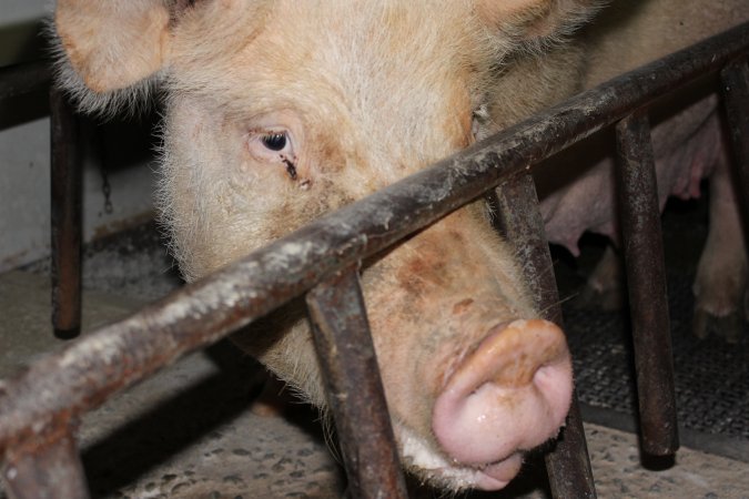 Farrowing crates at Pine Park Piggery NSW