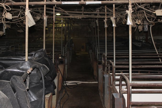 Looking down aisle of farrowing shed