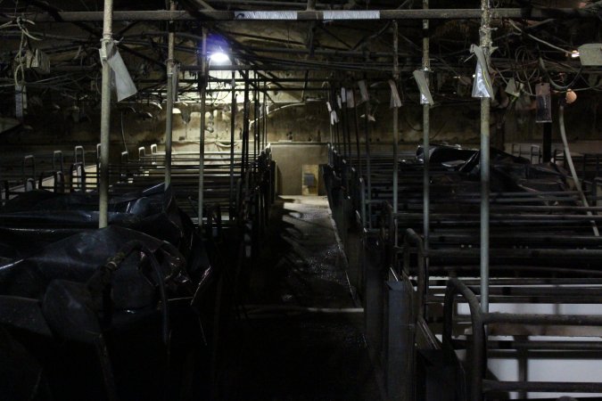 Looking down aisle of farrowing shed
