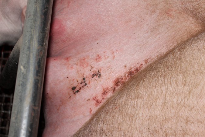 Farrowing crates at Pine Park Piggery NSW