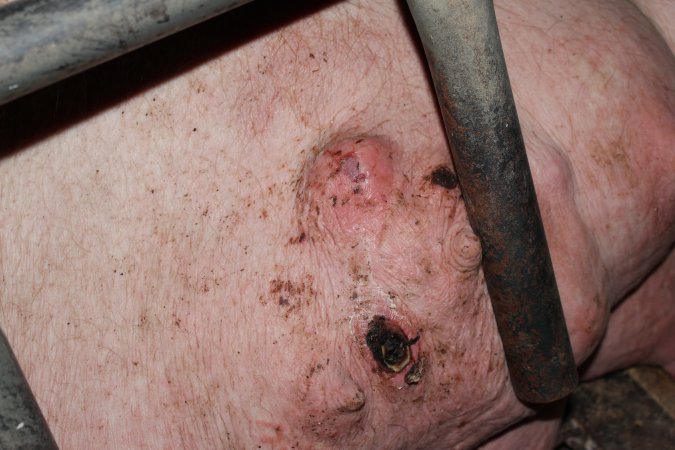 Farrowing crates at Pine Park Piggery NSW