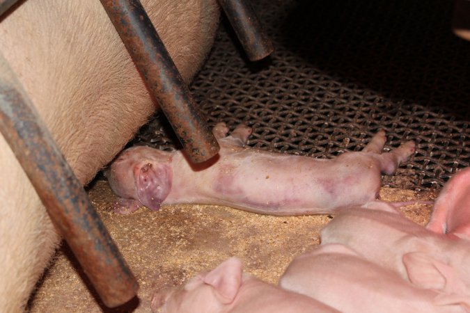 Farrowing crates at Pine Park Piggery NSW