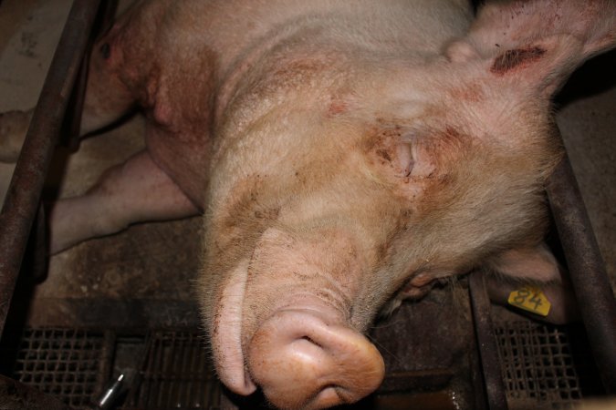 Sow with wounds on leg