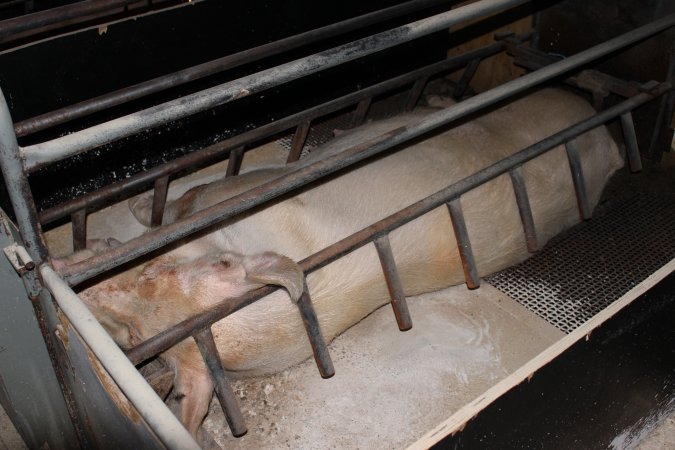 Farrowing crates at Pine Park Piggery NSW