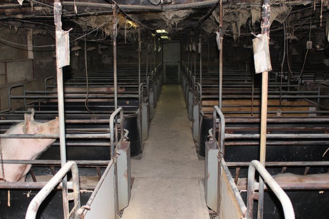 Looking down aisle of farrowing shed
