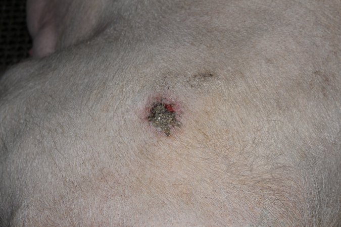 Sow with pressure sore