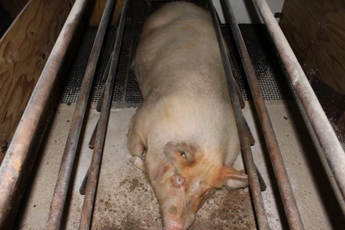Farrowing crates at Pine Park Piggery NSW