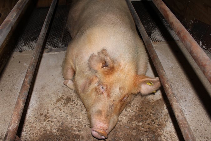 Farrowing crates at Pine Park Piggery NSW