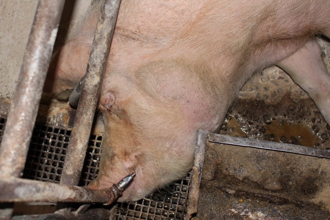 Farrowing crates at Pine Park Piggery NSW